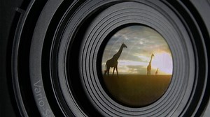 Animal Espionage Preview | NOVA