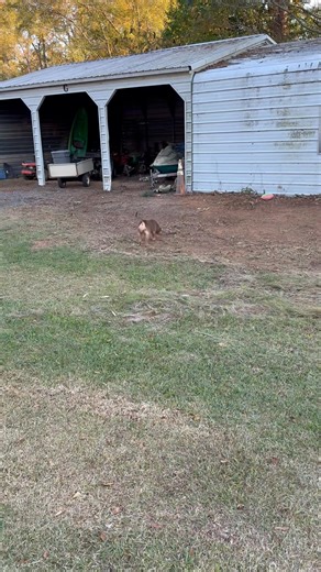 My my my ant she a beauty enjoying herself living her best life.as she should developing into a beautiful beast shout out Dustin Wood for knowing quality and trusting EDB kennel for your new companion 9 months old | Edb Kennels