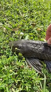 The most invasive fish in south Florida! #fish #fishtank #fishing #aquarium #invasivespecies - Bass fishing Productions | Bass fishing Productions Fans