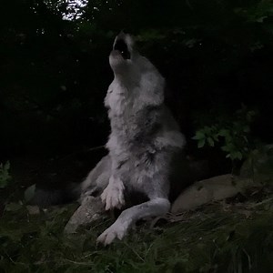 54K views · 14K reactions | Nobody does a full moon better than wolves  | Wolf Conservation Center | Facebook