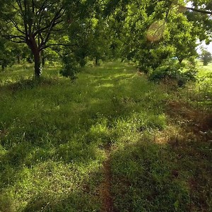 Some say puh-con, some say pee-can. No matter how you say it, pecans are delicious and nutritious! | P. Allen Smith