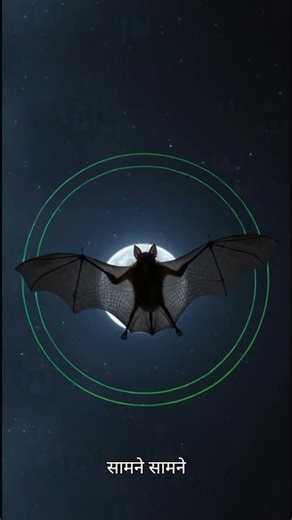 How do bats see at night? | How Bats See in the Dark | Echolocation Explained in Hindi