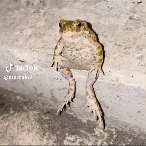 #fyp #frog #shitpost #meme #funny