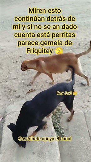 Look, they're still following me, and if you haven't noticed, this little dog looks like Friquite...