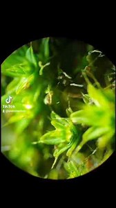 Posting My Top 10 Favorite Microscope Finds – Can You Identify Each One?