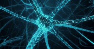 Synapse in neuron cell of neuronal human tissue