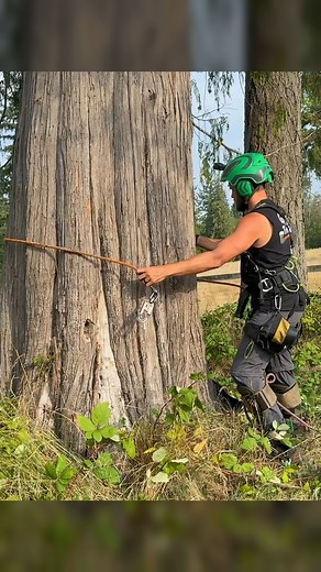 Trimming this HUGE Tree #pov #arboristlife #treeworker #chainsaw #guiltyoftreeson | Guilty of Treeson