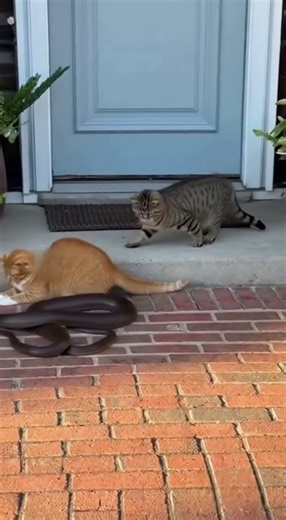 Can Cats Outsmart Venomous Snakes?