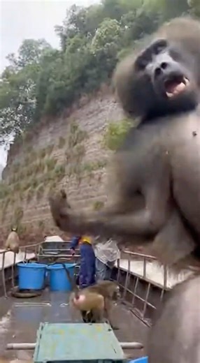 Huge Fish Rain Down and Baboons Attack!