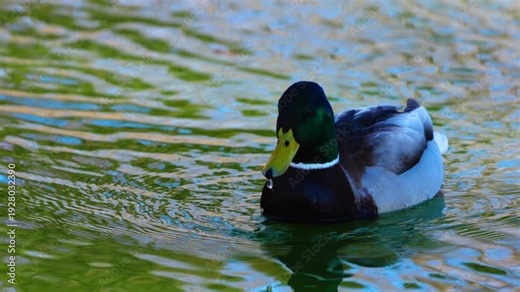 close up 4k of a male mallard duck on a lake seen from the front
