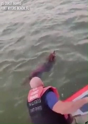 20M views · 137K reactions | DOG RESCUE: A Coast Guard crew rescued a...