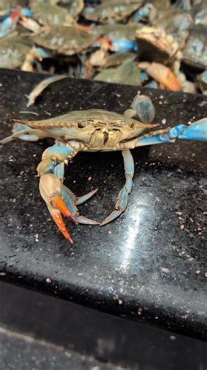 Live Blue Crap. #crabby #crab