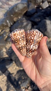 🌺MauiBelle🌿🐚 on Instagram: "🖤☠️ The Banded Marble Cone🖤☠️ one of the 3 most deadly shells of Hawaii & my favorite to find! I found both of these this month within 2 days of each other in roughly the same area. To say I was over the moon is an understatement!🙌🏼🤗 Here they are from “as found” to perfection. One of the few shells I will actually put cleaning time into…otherwise when found like this I would just usually throw them back. Marble Cone ~ Uncommon on hard reef or buried in sand p