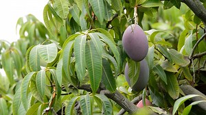 Download Collecting mango fruit with pole3 for free