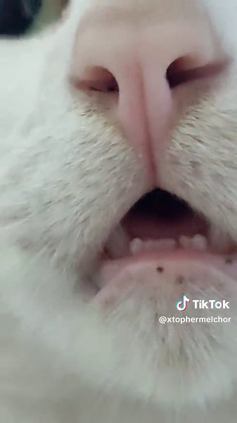 Hilarious Cat Pranks with Jiafei Scream | Funny Cat Videos