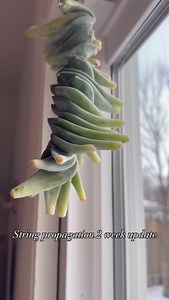 101K views · 1.5K reactions | ✨String propagation 2 week update✨ So...