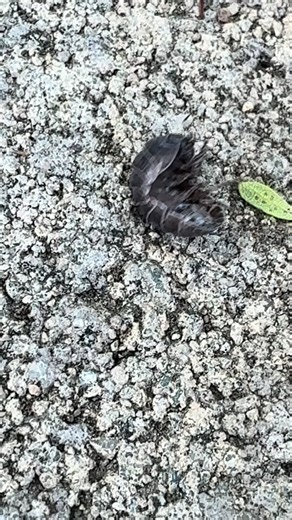 Carolina Hernandez (@carolinahernandez7808)’s videos with Scheming Weasel - Tsoulfas Panormitis