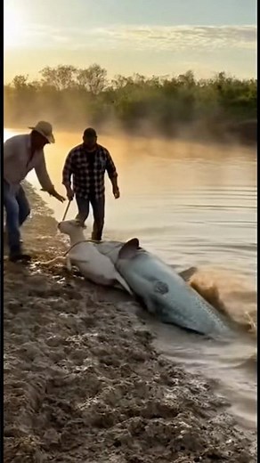 Sudden attack of catfish caught on camera 🤯 unbelievable scene 😱 #animalrescue #rescue