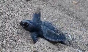 Tiny turtles make their first journey at Lara Beach