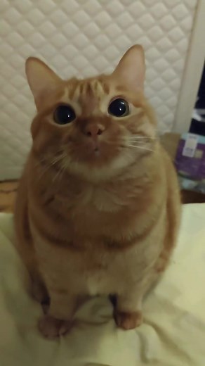 Funny Cat Videos Compilation