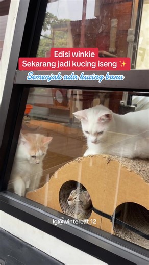 Winky jadi kucing iseng yang lucu dan menggemaskan