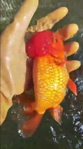 A 20 centimeter goldfish! Next year, we can grow another 5-8 centimeters #fish #koi