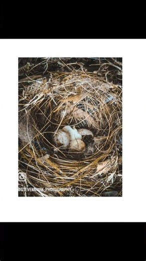 Checking out the canon powershot SX50 HR. I #birdwatching #naturephotography #longisland