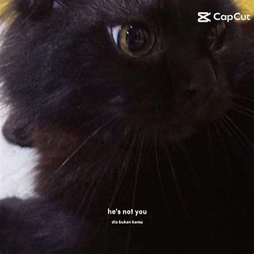 bruno kamu kemana kok kamu hilang padahal kamu kedua kalinya hilang....?:(