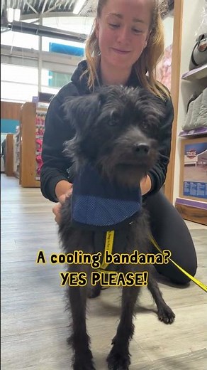 Recue dog, Darling, takes a trip to the local pet shop to check out their summer products! 😎🐾