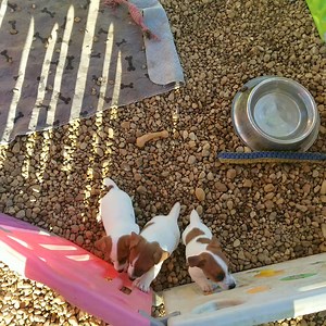 Xana, Xavier and Xander are availabpe!! These cuties are 7 week old smooth coat Jack Russell Terrier puppies! We have one female and two males available! If you are interested in any of these sweet babies, give us a call today or visit our website down below! 💻snowcreekjackrussell.com ☎️985-981-1161 | Snow Creek Jack Russell