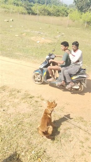 Dogs barking🩵🐕 #dog #cute dogs #barking #video #labrador