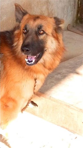 barking dog very angry dog barking dog #viral #germanshepherd #shorts #viral #trending