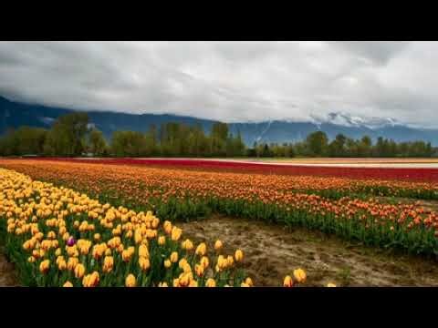 Krásné pole květin