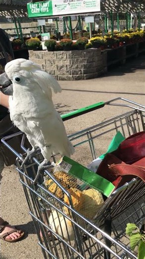 Lost Cockatoo Shopatoo Files - Benji meets a man with a long English style mustache (the chuckle!)