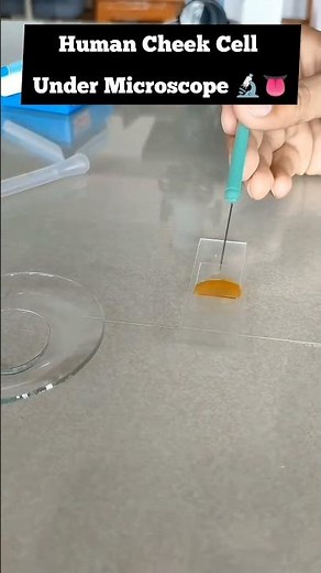 #biology #practical - Cheek Cell 🧫 #experiment #viralreels #science #newtonslaws #ipl #reaction #fyp