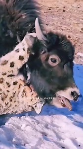 25K views · 93 reactions | Man saved his yak from snow leopard #snowleopard | Gilgit Baltistan updates | Facebook