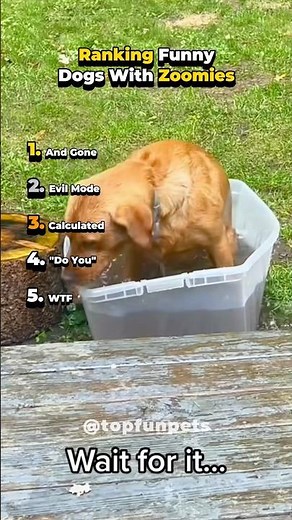 Top 5 Funny Dogs With Crazy Zoomies 🐶💨