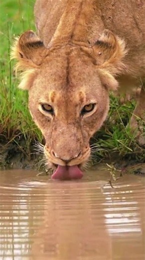 Lioness : WILD, FREE, UNTAMED | African BIG CAT Encounter #bigcatsofafrica #natureuntamed #wildlions