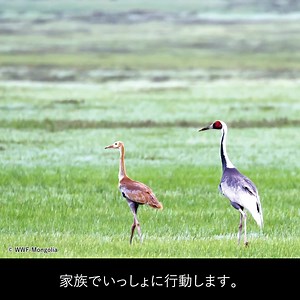 2.9K reactions · 36 comments | 日本を重要な越冬地とする数少ないツルのひとつが、消えようとしている...