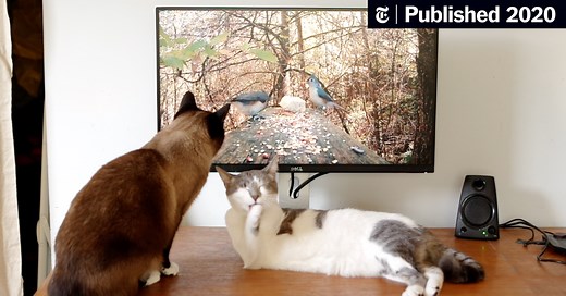 Does Your Pet Really Need Cat TV or a Dog Playlist?