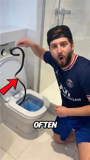 🐍 Why Do Snakes Keep Appearing in Toilets?