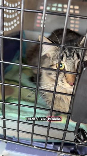 Happy Thanksgiving!!🦃🩷