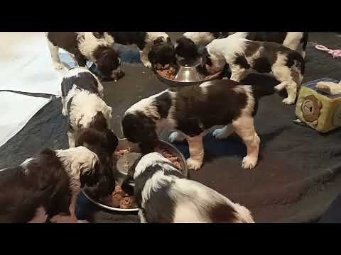 English Springer Spaniel Puppies