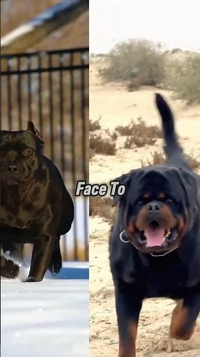 Cane Corso vs Rottweiler | Who Would Win in a Fight?