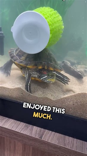 Turtle Dances Itches Away on Bristle Brush! 🐢 😍