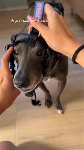 Hunter e Mia, dois vira-latas e sua bípede, Maath Bittencourt on Instagram: "Vamos conversar sobre ✨rotina✨ pra cães? No dia a dia aqui de casa e também nas nossas viagens a @me.au.pet está sempre nos acompanhando! Usando nosso cupom HUNTER* você ganha 10% de desconto nos produtos Meau no app e site da @petlovebrasil ! * valido um uso por CPF e não cumulativo com outras promoções #adestramentopositico #huntersrd #rotina #doguinho"