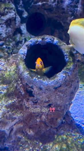 She’s shy… but you can still come say hi 💘 | Malta National Aquarium