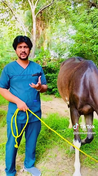 Importance of Hoof Balancing in Horses