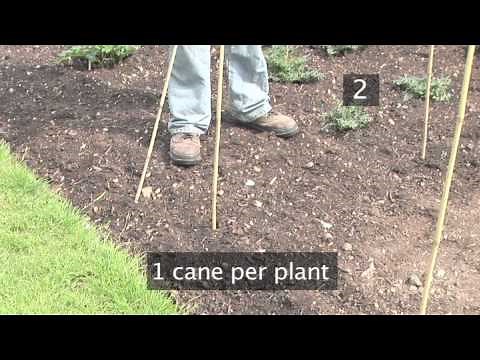 How to Support Growing Runner Beans