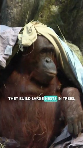 Omaha's Henry Doorly Zoo announces pregnant orangutan